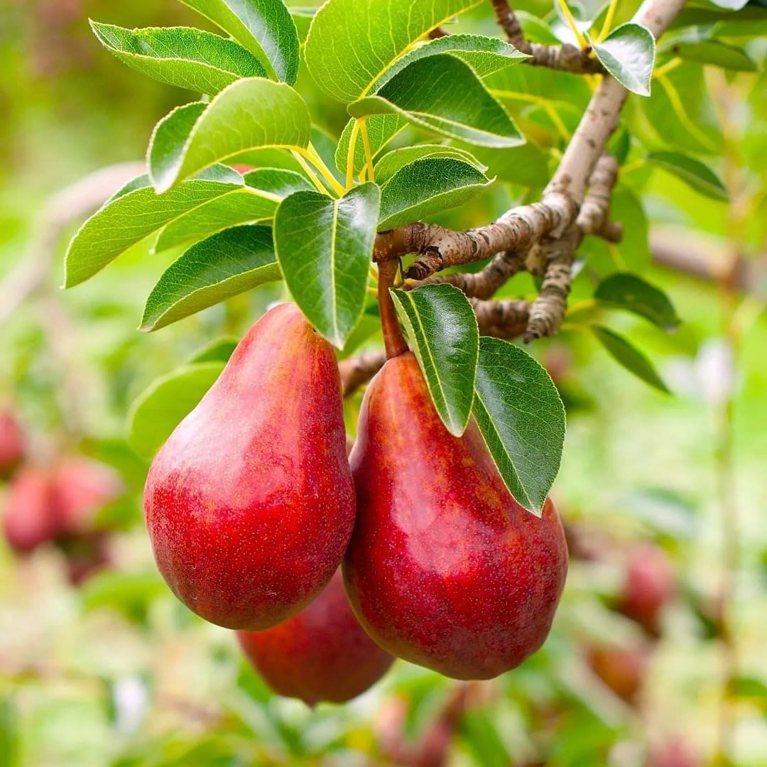 Red Pear Nashpati (લાલ નાશપાતી)